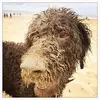 Sandra Engels - @sandraengels63 - TikTok