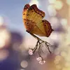 Sandra Esther - @sandraestheramador - TikTok