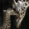 sandraetheridge66 - @giraffeslover - TikTok