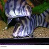 Sandra Ezell Gregoris - @sandra.ezell.greg - TikTok