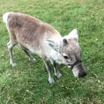 Sandra Fagg - @wobblesforever - Instagram