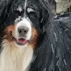 Sandra Faingnaert - @sandrafaingnaert - TikTok