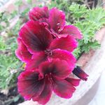 Sandra Farris - @farris5738 - Instagram