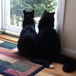 Sandra Sciba Fulcher - @scibafulcher - Instagram