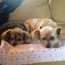 Sandy Gaff - Facebook