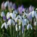Sandra Gallant - Facebook