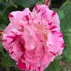 Sandra Gardin86 - @sandragardin - TikTok