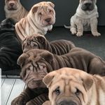 Sandra Gaudet - @tlc_wrinkles - Instagram