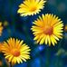Sandra Gerena - Facebook