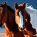Sandra Gilman - Facebook