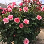 Sandra Goodenough - @goodlysand - Instagram