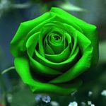 Sandra Goodson - @sandraallman.goodson - Instagram