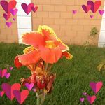 Sandra Grajeda - @sygjalapa - Instagram