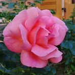 Sandra Grego - Facebook