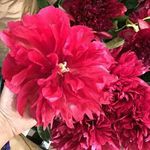 Sandra Grégoire - @sandra.gregoire.7982 - Instagram