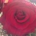 Sandra Greve - Facebook