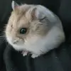sandragroenewegen79 - @sandragroenewegen79 - TikTok