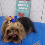 Groomer Sandra - @groomersandra - Instagram