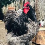 Lucky Chicken - @sandragrundig82 - Instagram
