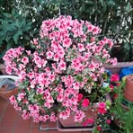 Sandra Guidotti - Facebook