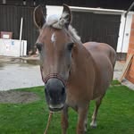 Sandra Gutmann - @pferd.lady - Instagram