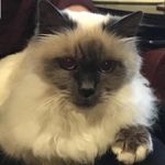 Sandra Hasan - @syedhasan1936 - Instagram