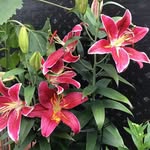 Sandra Haslam - @hasdo1313 - Instagram