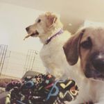 Sandra Haslett - @izzy.and.tychus - Instagram