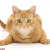 sandrahaslett782 - @sandrahaslett782 - TikTok