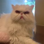 Sandra Holcomb - @dnafish7 - Instagram