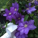 Sandra Hostetler - @5thgenellen - Instagram