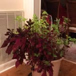 Sandra Houck - @dshouck2022 - Instagram