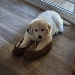 sandra hubbell - @thegoldennala_22 - Instagram