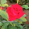 Sandra Hui - @viivi_273 - TikTok