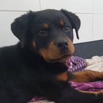 Sandra Hummel - @ardnaslie - Instagram