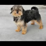 Sandra| Hund Ella - @snadra786 - Instagram
