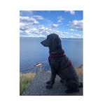 Sandra🐶🐶Hund - @sandra_hvidsten - Instagram