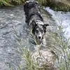 BORDER COLLIE Jimmy  ❤️🥰❤️ - @sandrahuser - TikTok