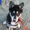 sandrahusky - @sandrahusky - TikTok