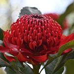 Sandra Kennard - @waratah_3 - Instagram
