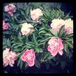 Sandra Kimble - @clearshoessomber - Instagram