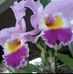 Sandra Kimura - Facebook
