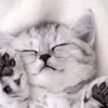 sandrakogut777 - @sandrakogut777 - TikTok