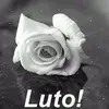 sandrakrabbe972 - @sandrakrabbe972 - TikTok