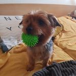 Sandra Kraemer - @choupinettesecurity - Instagram