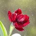 Sondra Ladd - Facebook