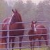 Sandra LaFollette - Facebook