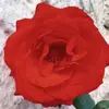 Sandra Lamas - @sandra.lamas4 - TikTok