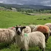 Sandra Lambert - @sandra.lambert62 - TikTok