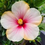 Sandra Landes - Facebook